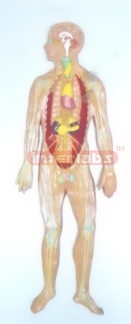 HUMAN ENDOCRINE SYSTEM WOODEN PLATE (A TYPE)